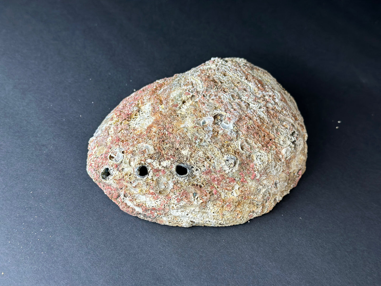 Abalone Shell