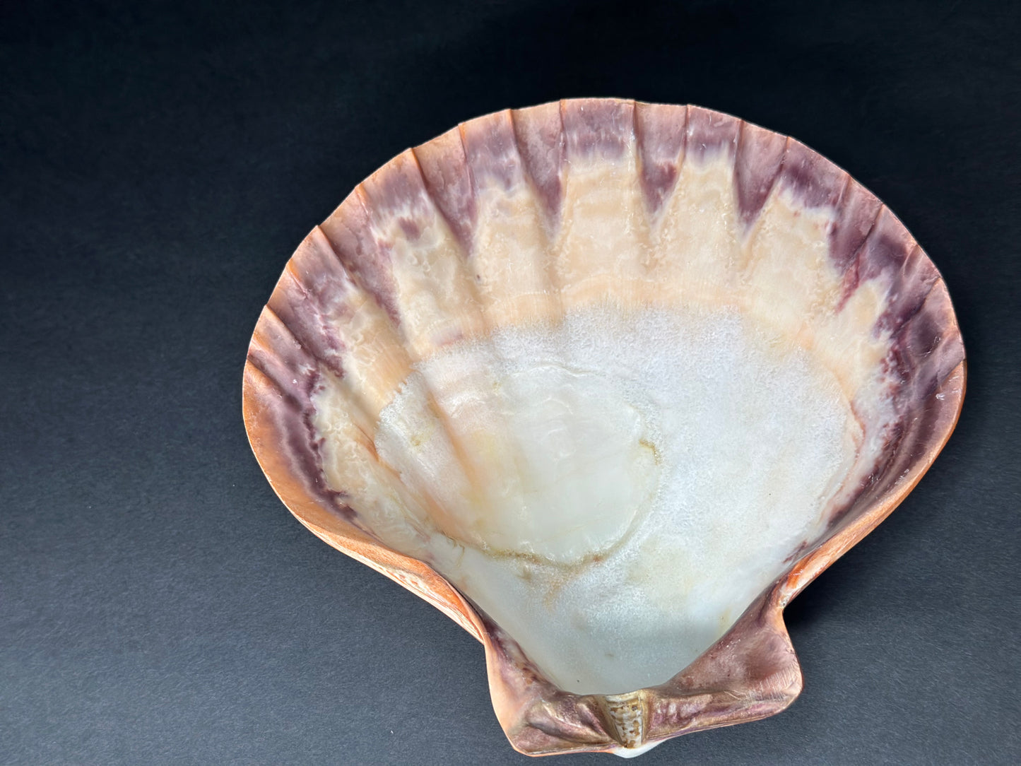 Lion Paw Shell