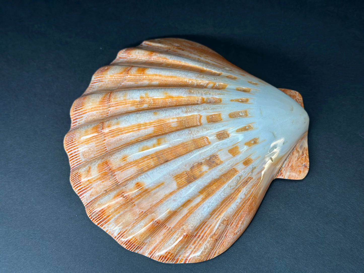 Lion Paw Shell