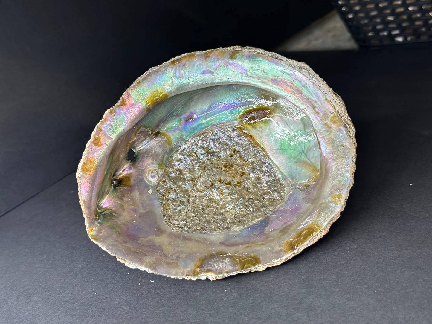 Abalone Shell