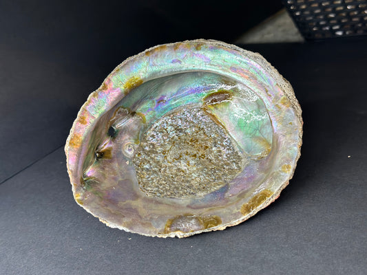 Abalone Shell