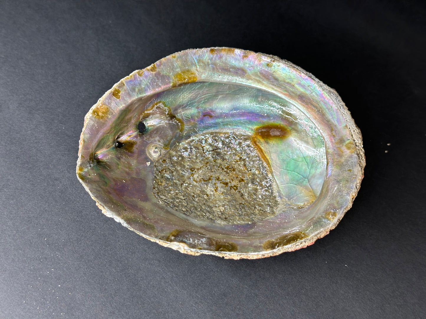 Abalone Shell