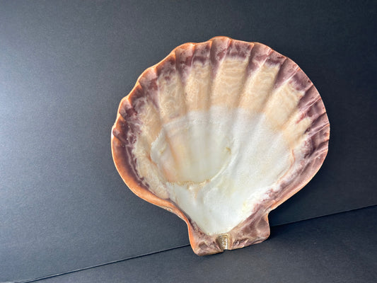 Lion Paw Shell